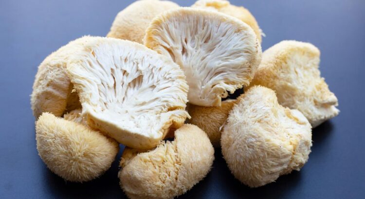 edible alchemy mushrooms